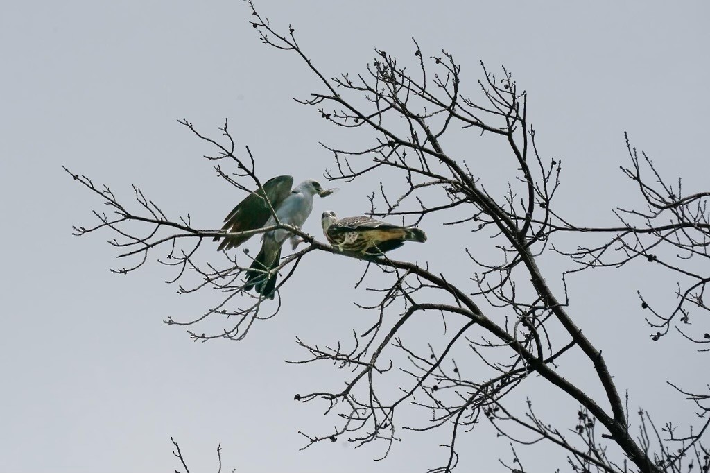 Mississippi Kite - ML622338392