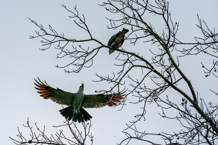 Mississippi Kite - ML622338393