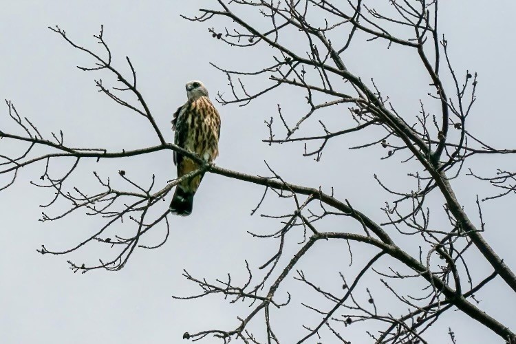 Mississippi Kite - ML622338394