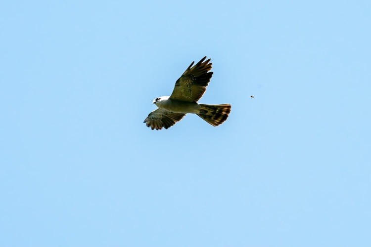 Mississippi Kite - ML622338406