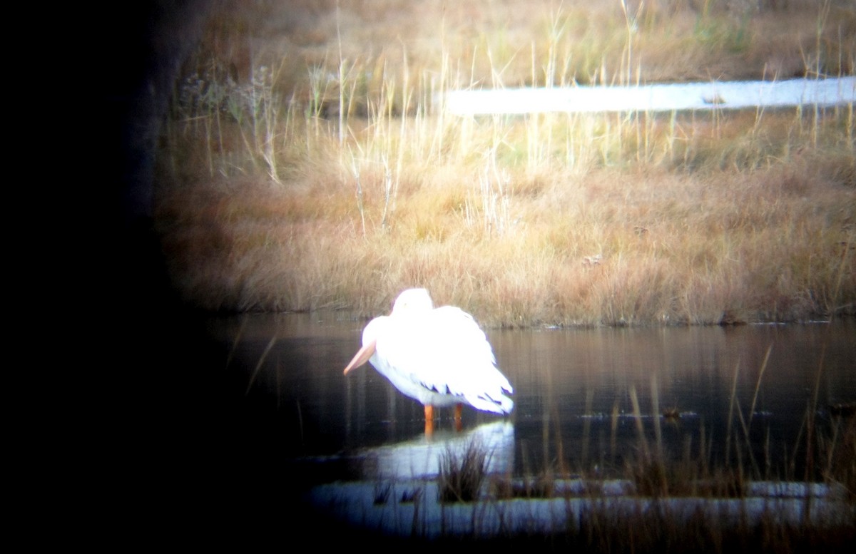 American White Pelican - ML622338481