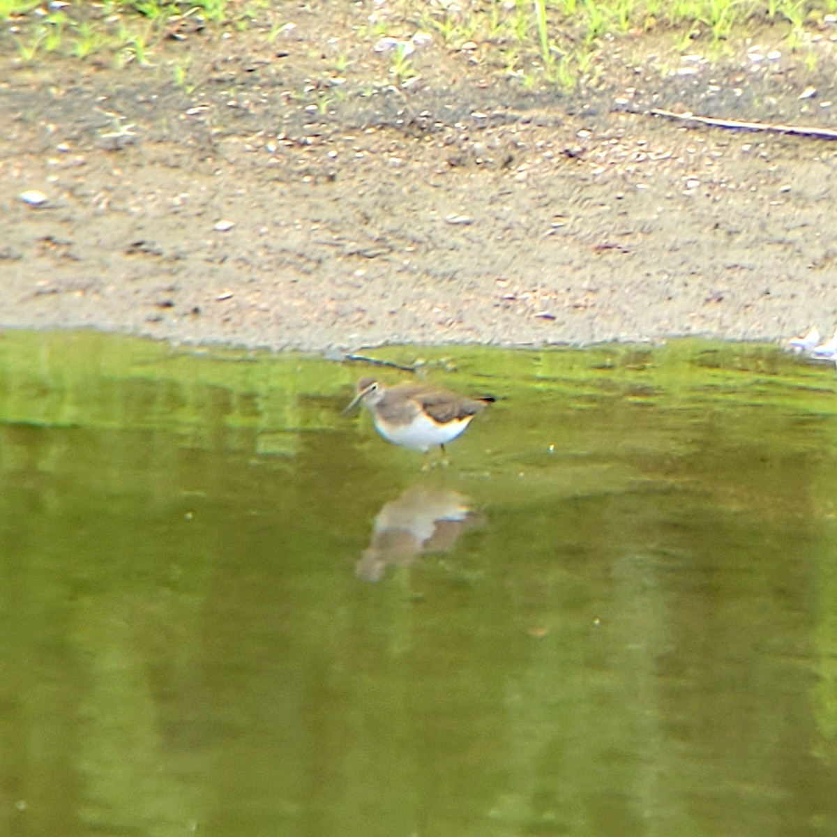 Solitary Sandpiper - ML622338495