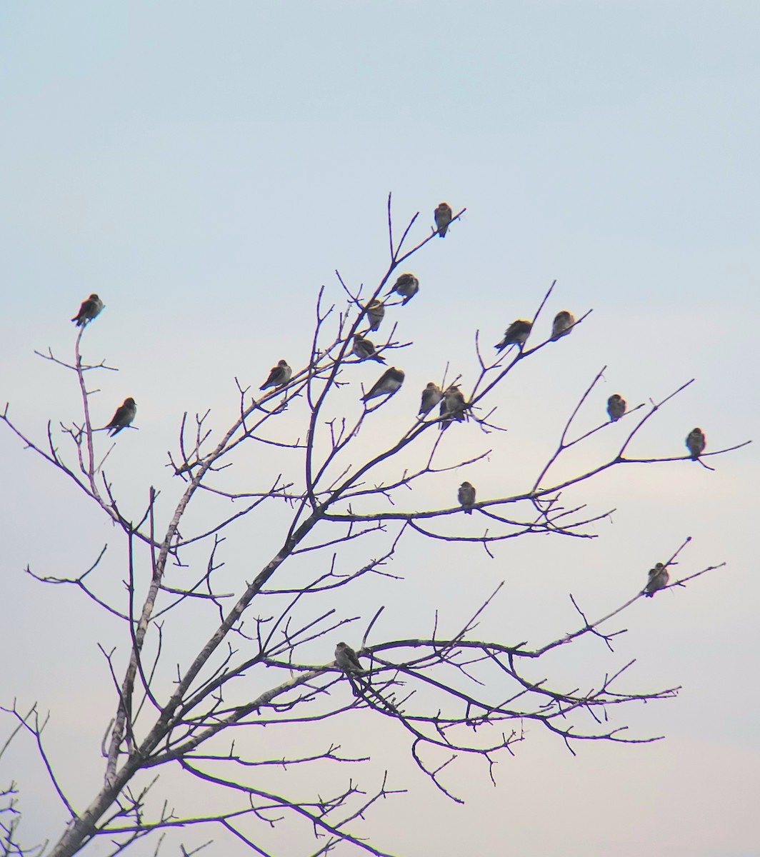Northern Rough-winged Swallow - ML622338549