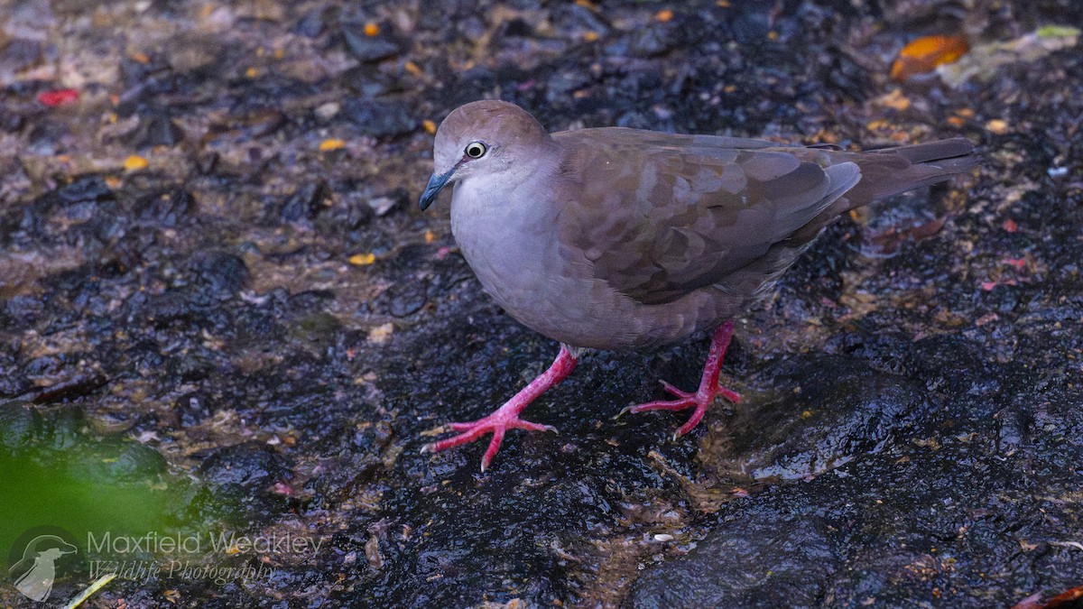 Gray-chested Dove - ML622338550