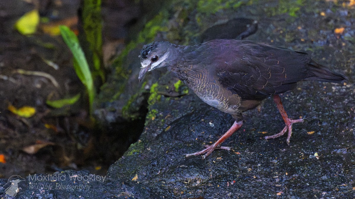 Purplish-backed Quail-Dove - ML622338558