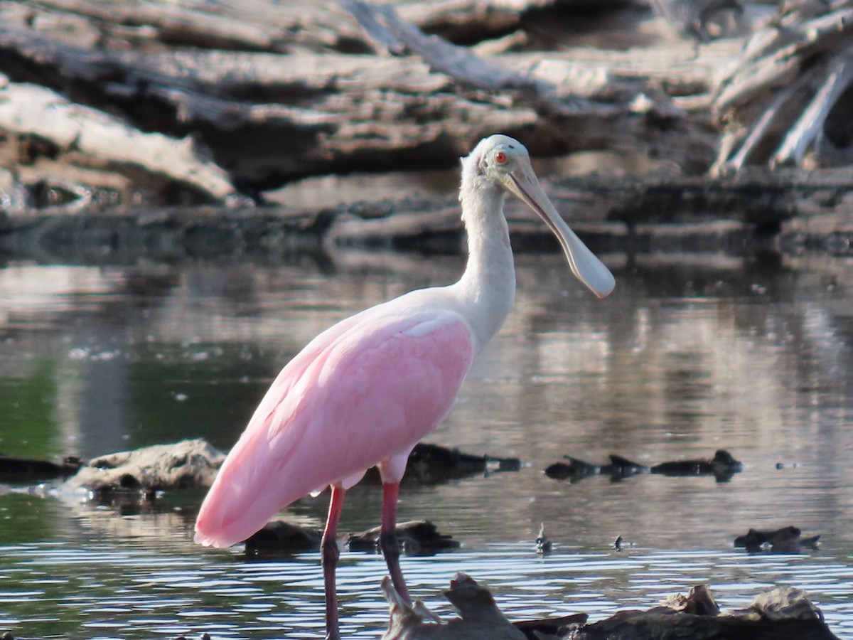 Roseate Spoonbill - ML622338588