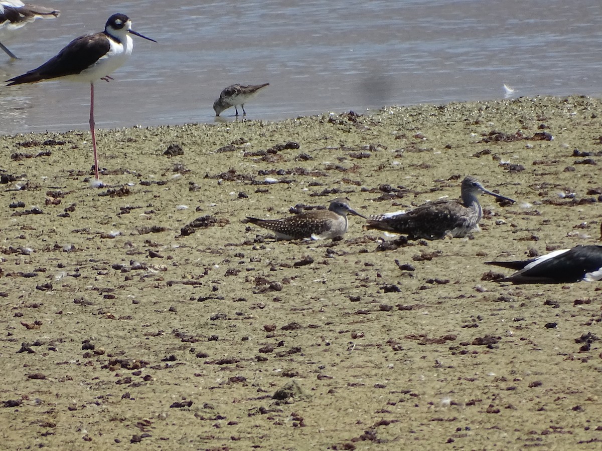 Lesser Yellowlegs - ML622338625