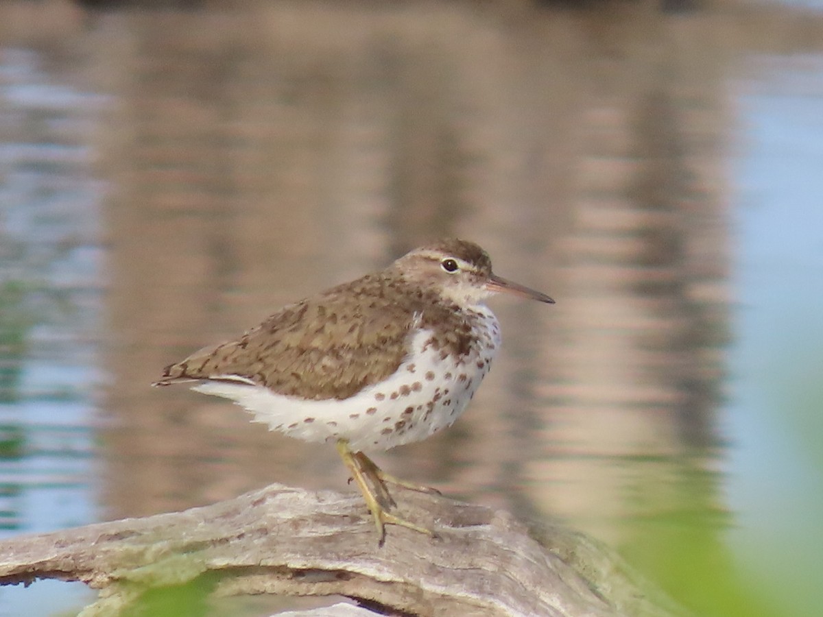 Spotted Sandpiper - ML622338636