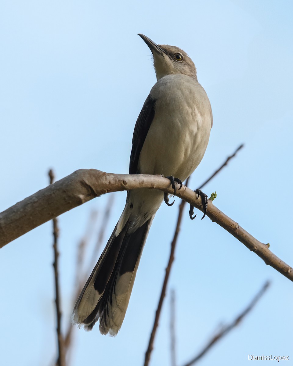 Tropical Mockingbird (San Andres) - ML622338711