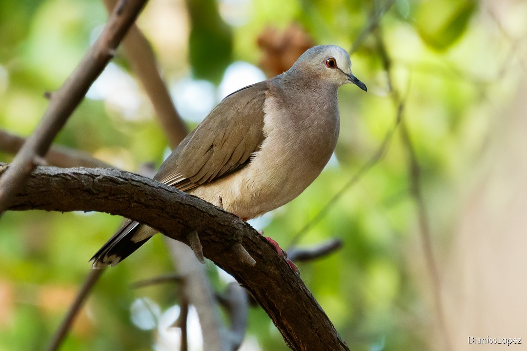 Caribbean Dove - ML622338738