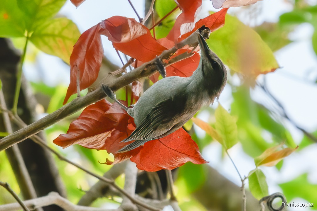 Black-whiskered Vireo - ML622338743