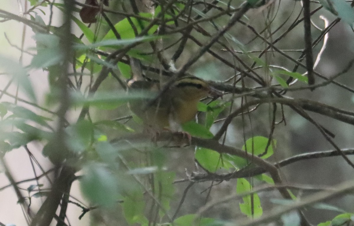 Worm-eating Warbler - ML622338744