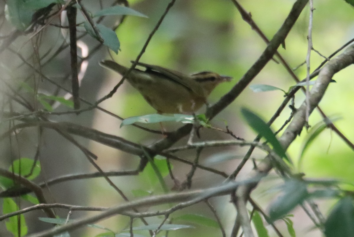 Worm-eating Warbler - ML622338747