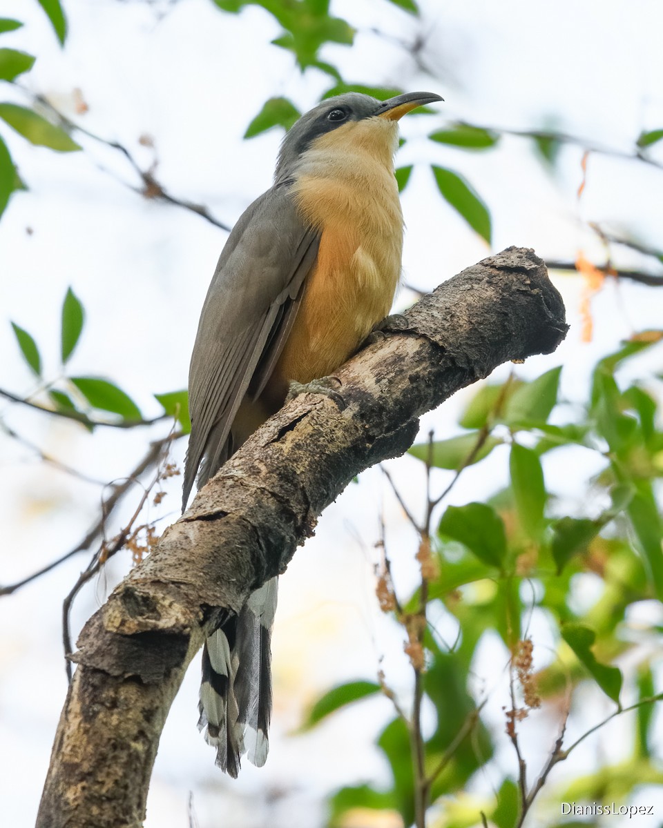 Mangrove Cuckoo - ML622338750