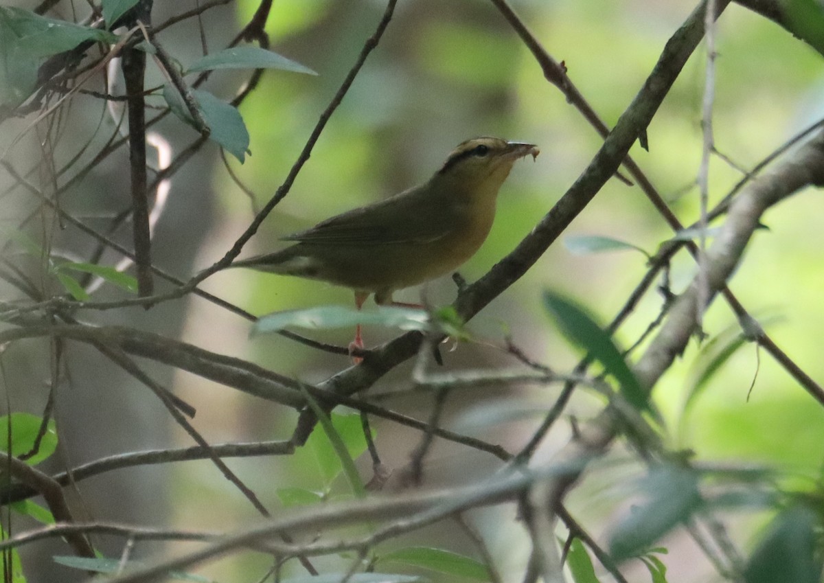 Worm-eating Warbler - ML622338751