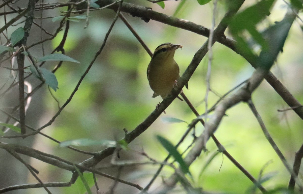 Worm-eating Warbler - ML622338752
