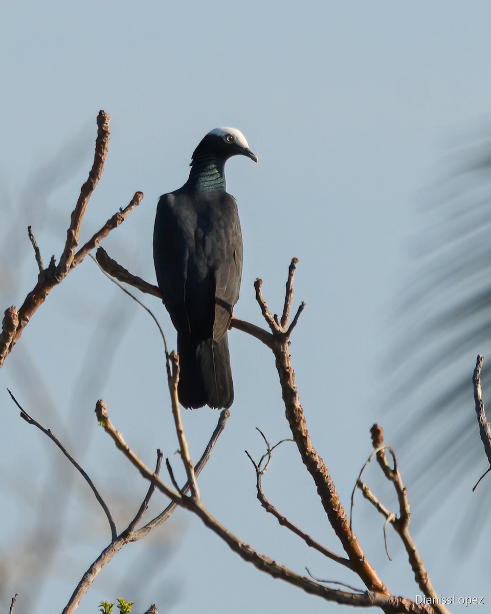 White-crowned Pigeon - ML622338754