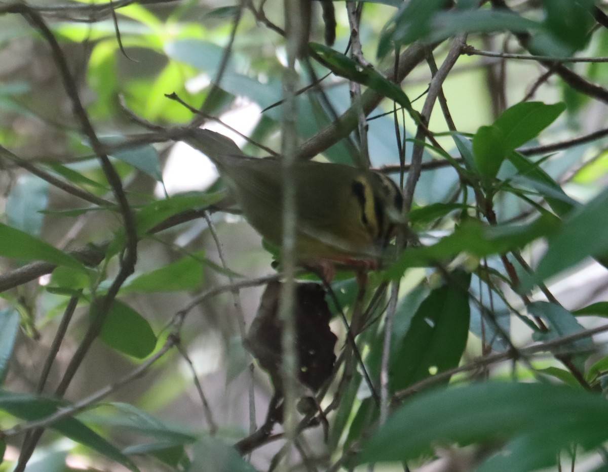 Worm-eating Warbler - ML622338767