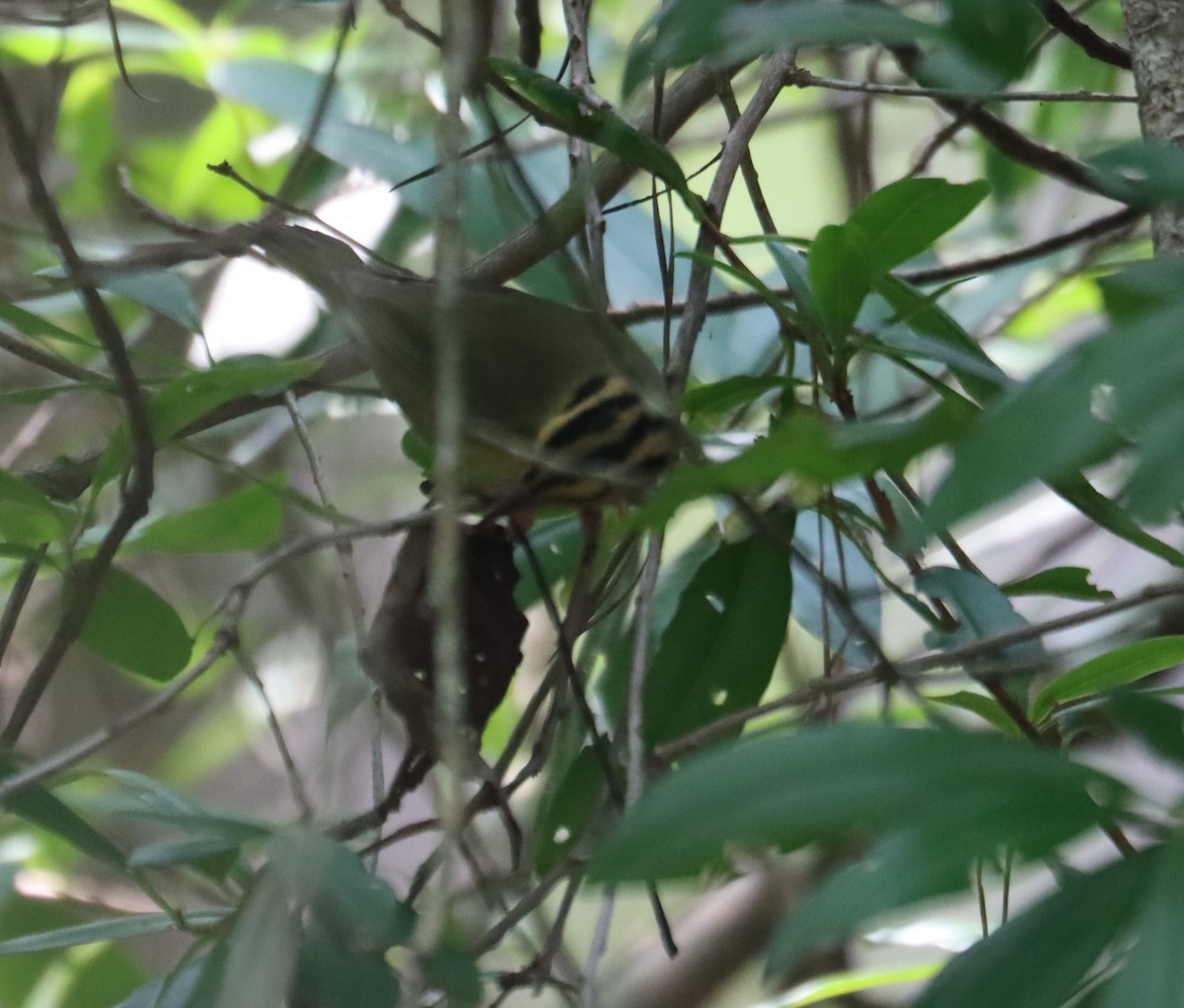 Worm-eating Warbler - ML622338770