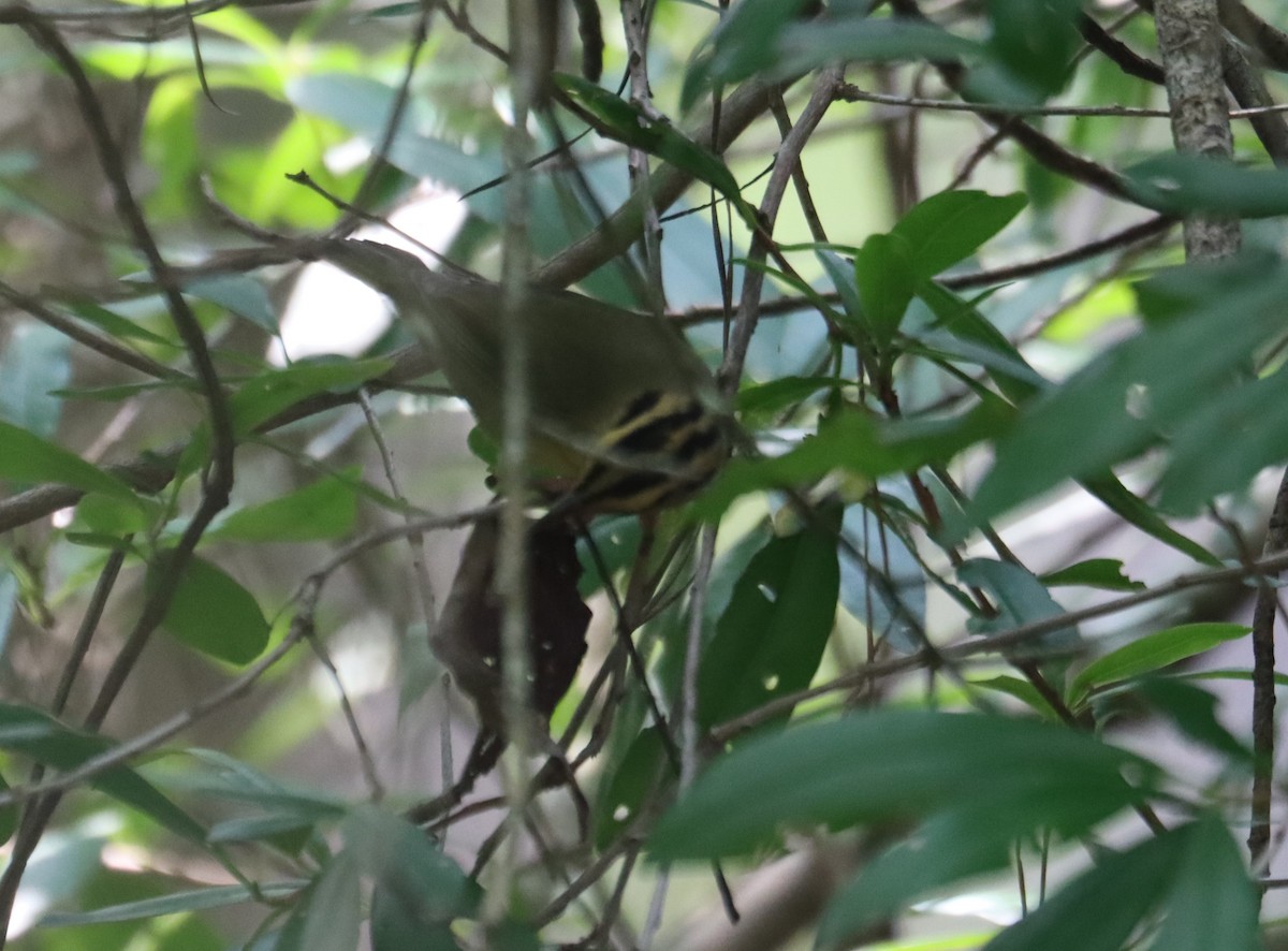 Worm-eating Warbler - ML622338773