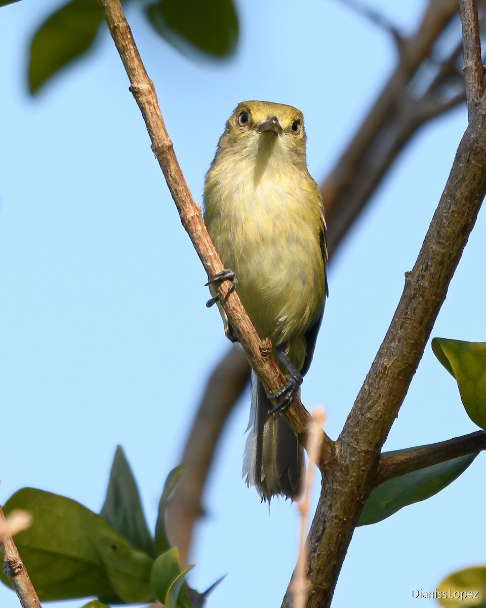 San Andres Vireo - ML622338775