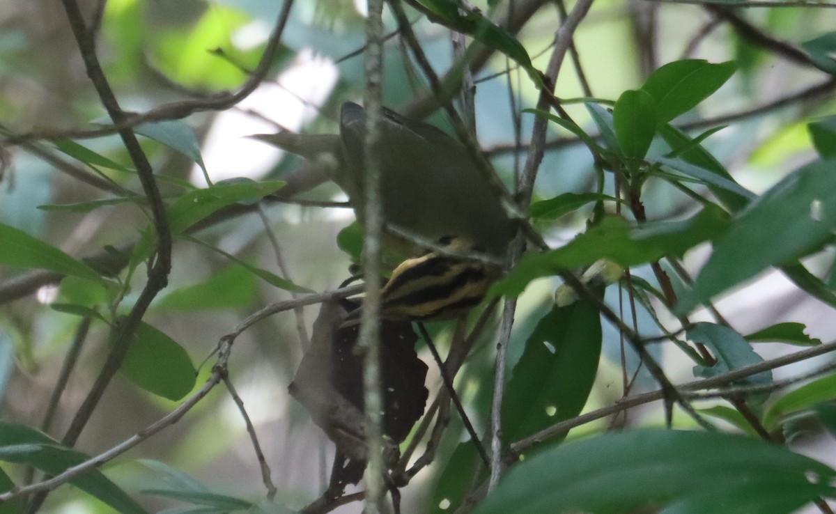 Worm-eating Warbler - ML622338780