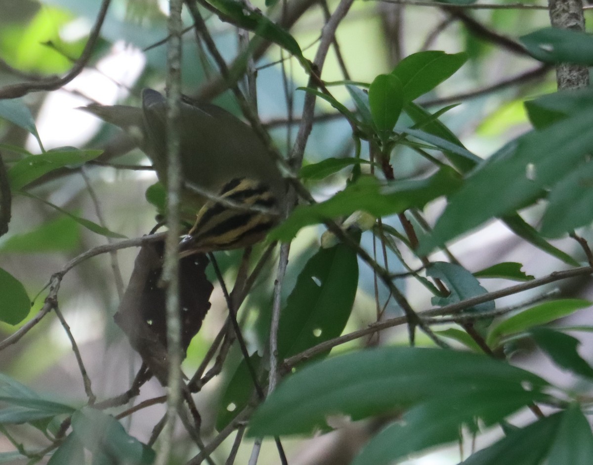Worm-eating Warbler - ML622338786
