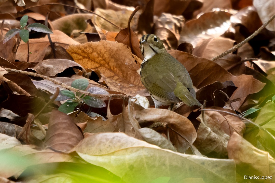 Ovenbird - Diana López G