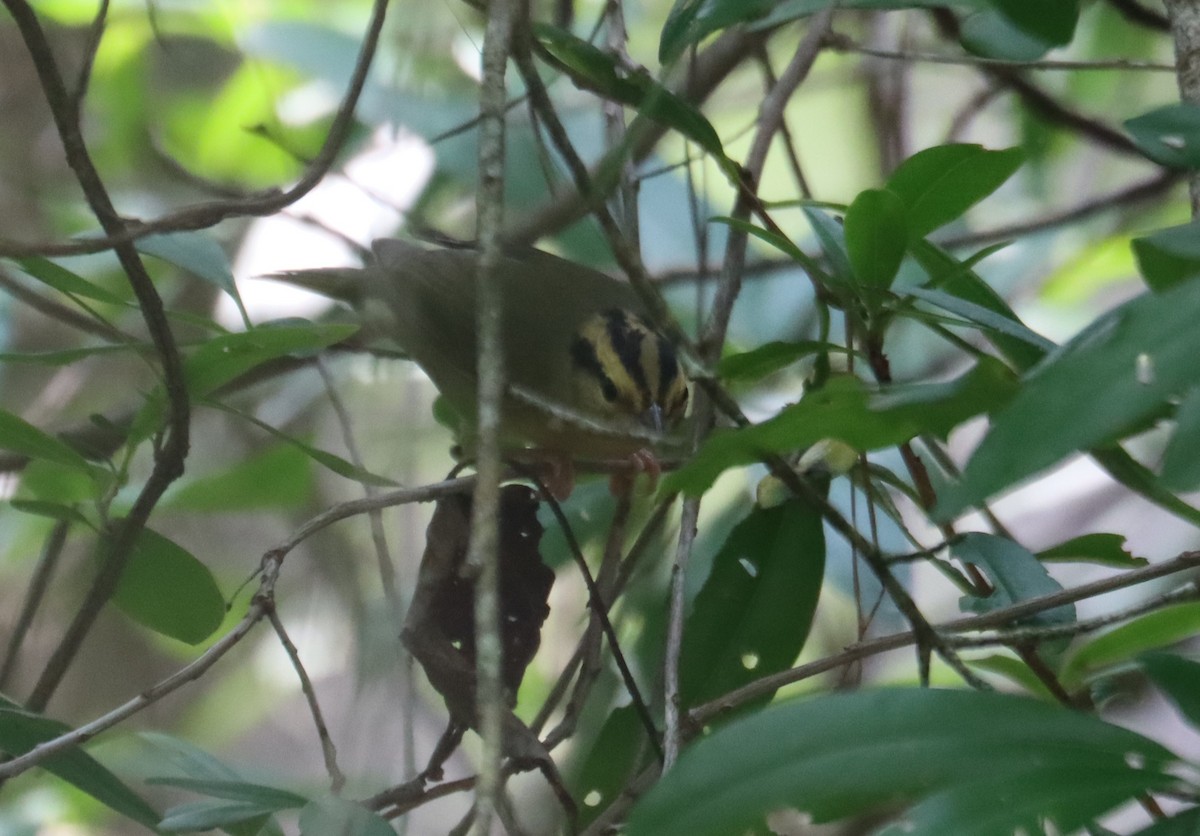 Worm-eating Warbler - ML622338791