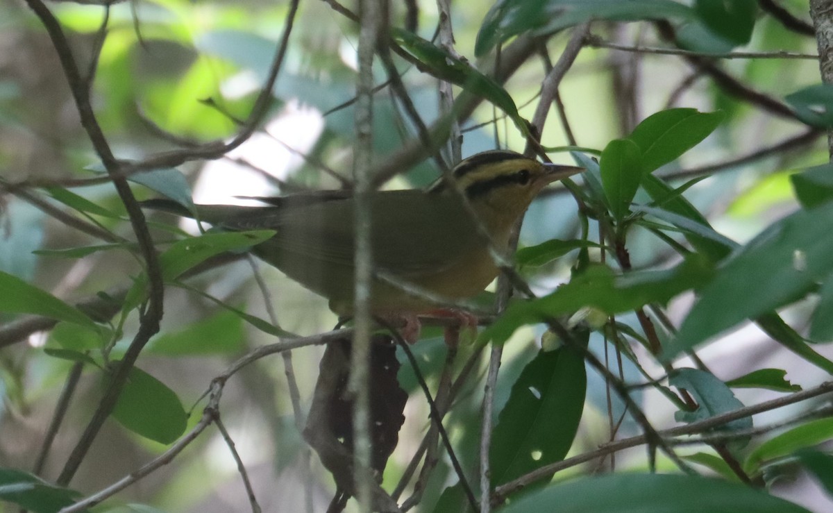 Worm-eating Warbler - ML622338799