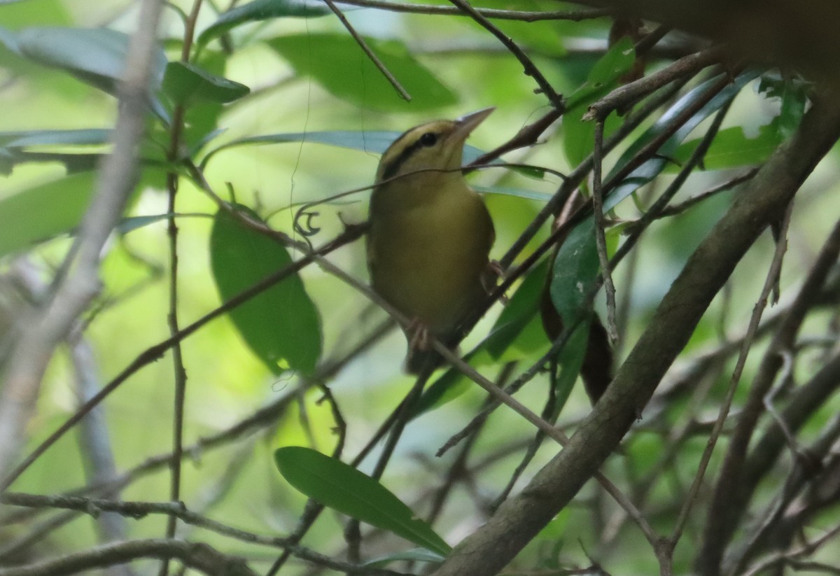 Worm-eating Warbler - ML622338803