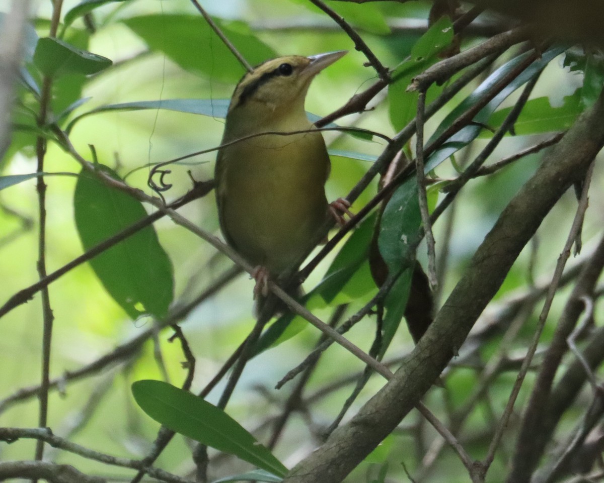 Worm-eating Warbler - ML622338807
