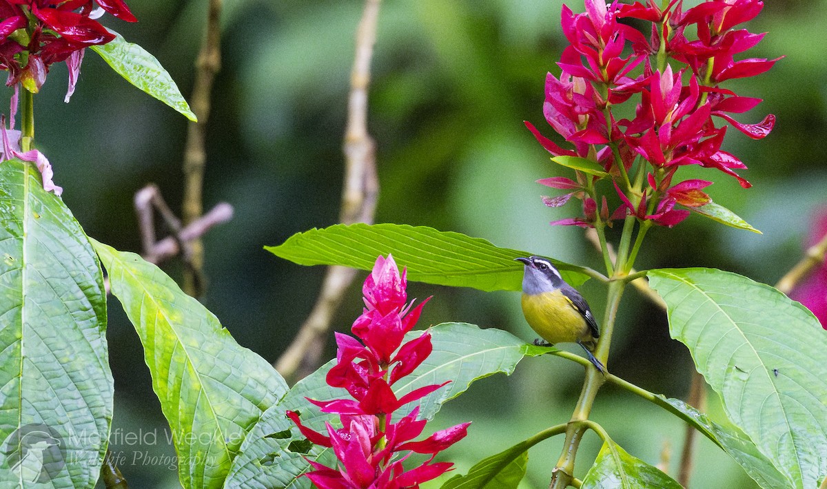 Bananaquit (Continental) - Maxfield Weakley