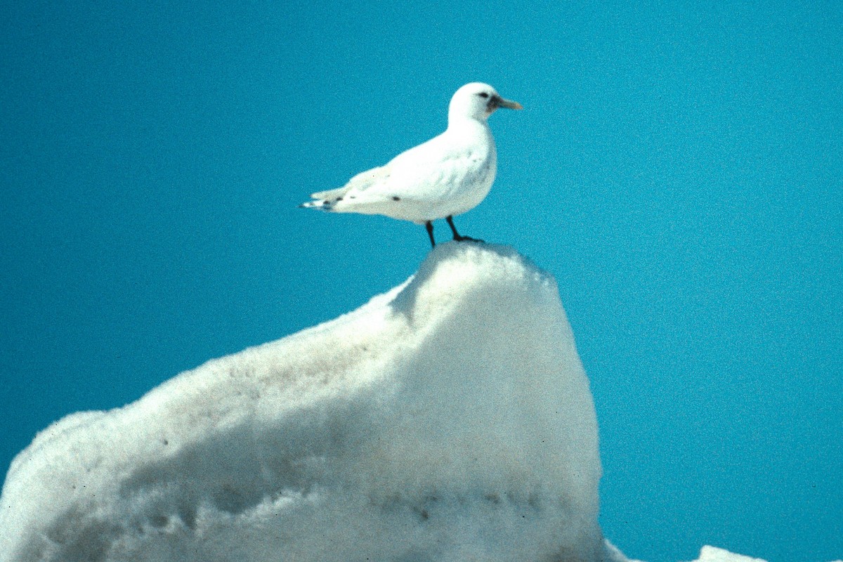 Mouette blanche - ML622338856