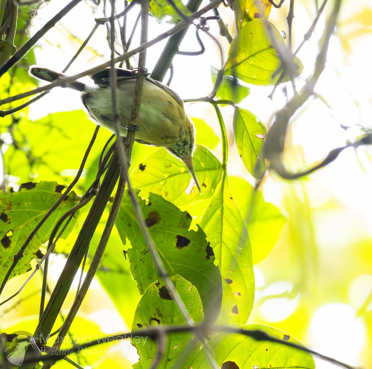 Long-billed Gnatwren - Maxfield Weakley