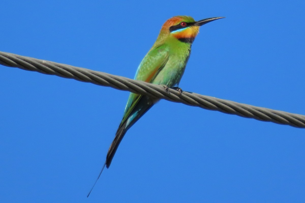 Rainbow Bee-eater - ML622338879
