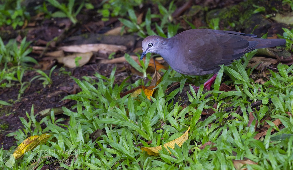 Gray-chested Dove - ML622339017