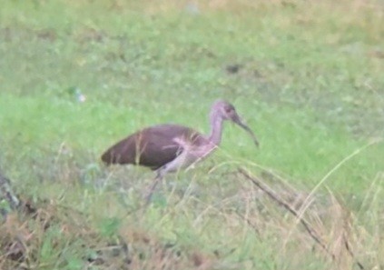 White Ibis - ML622339050