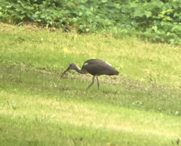 White Ibis - ML622339051