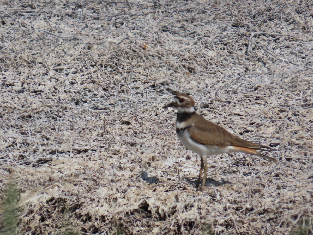 Killdeer - ML622339052