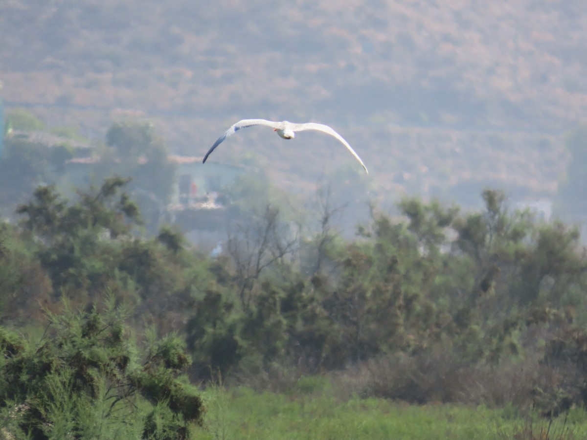 Caspian Tern - ML622339060