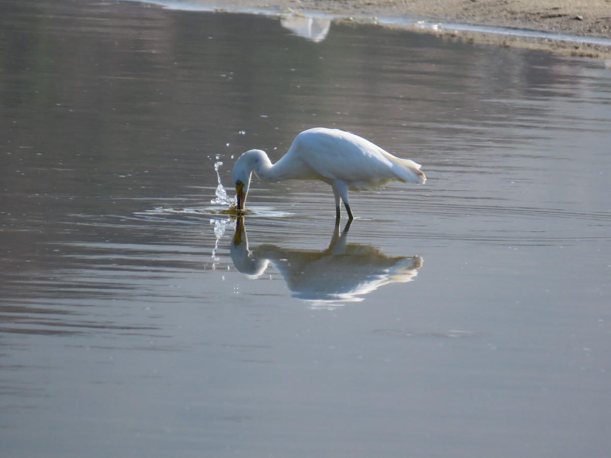 Snowy Egret - ML622339069