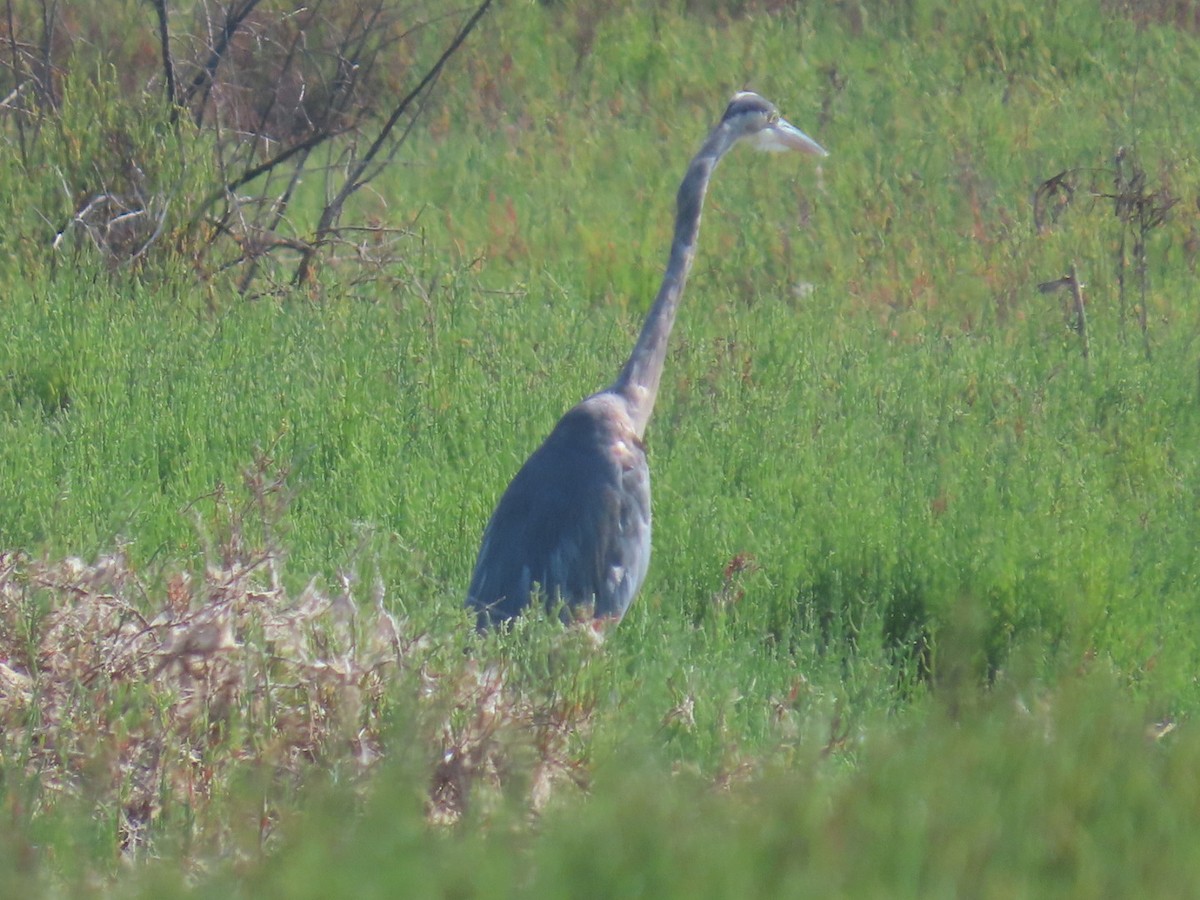 Great Blue Heron - ML622339084