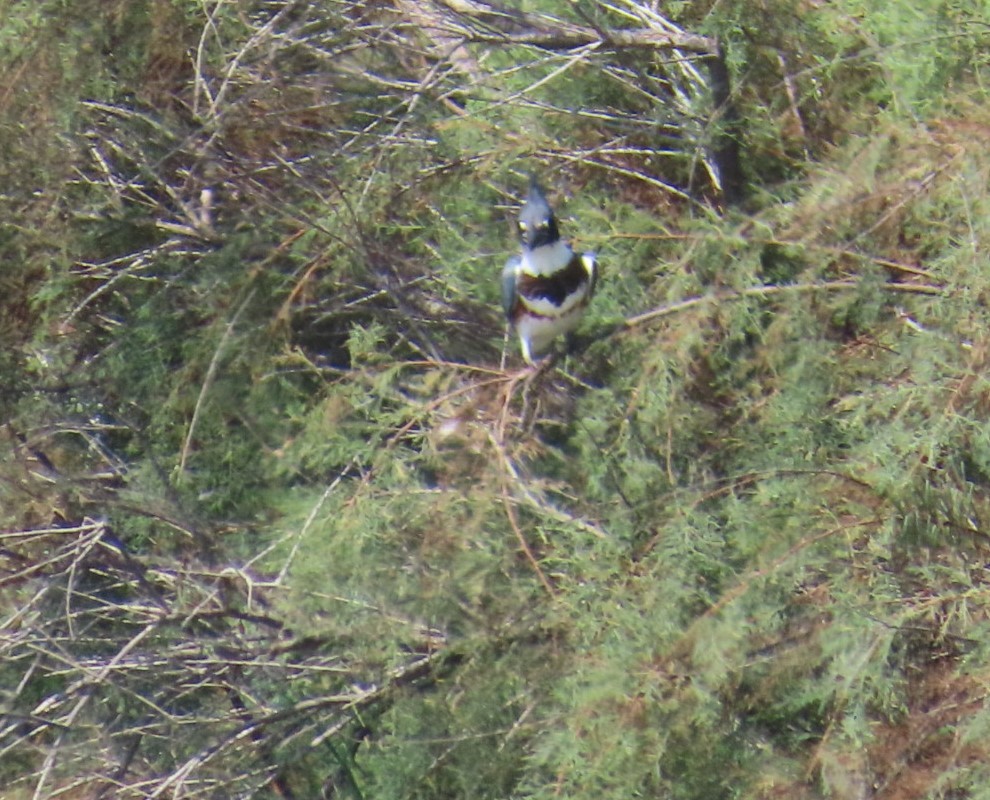 Belted Kingfisher - ML622339087