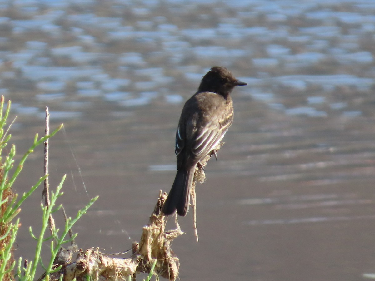 Black Phoebe - ML622339095