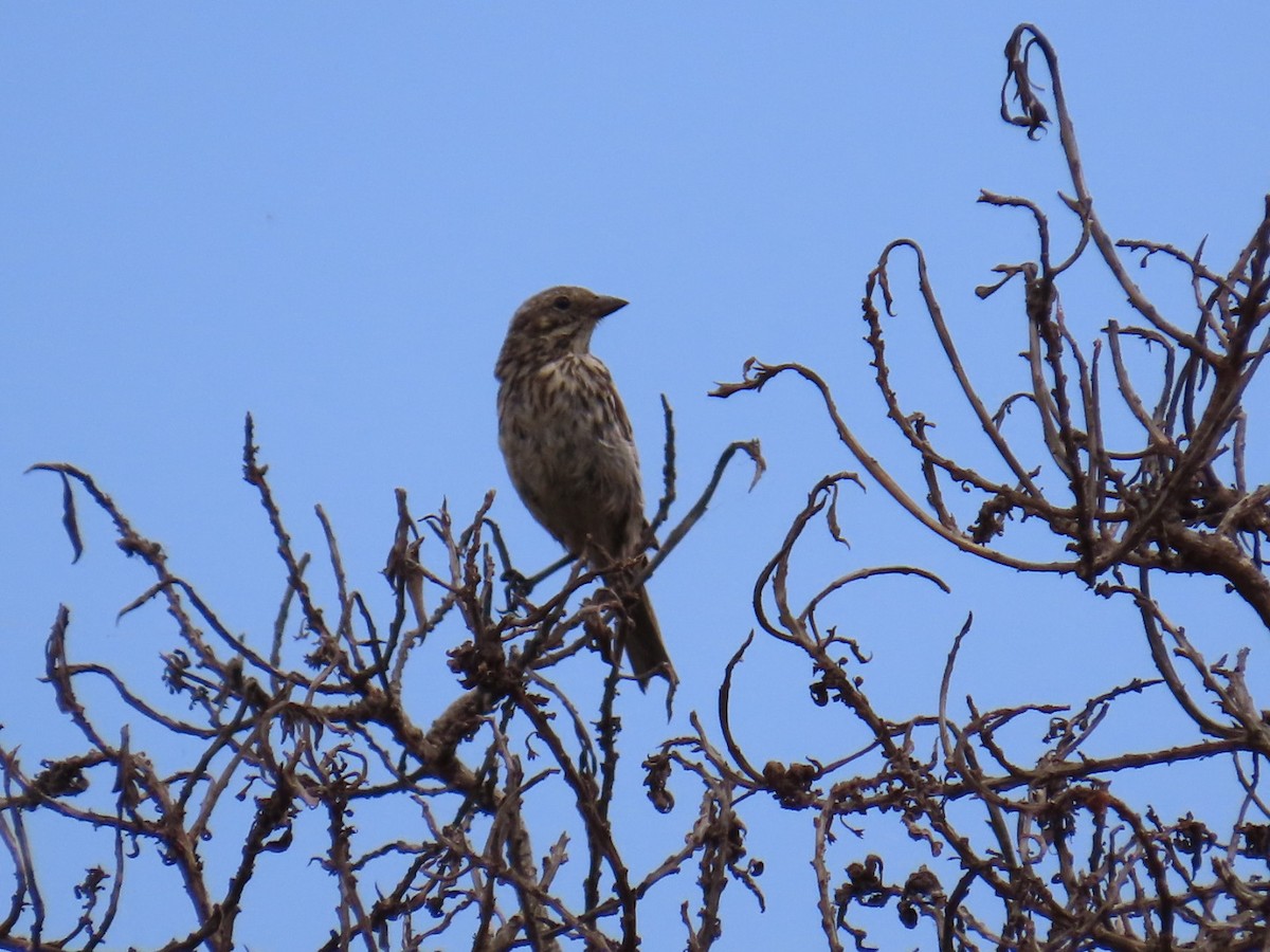 Savannah Sparrow - ML622339104