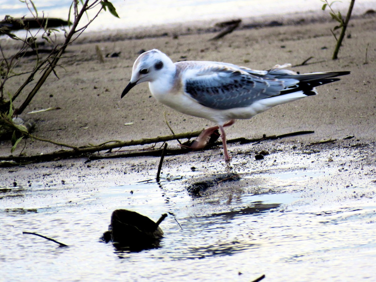 Bonaparte's Gull - ML622339189