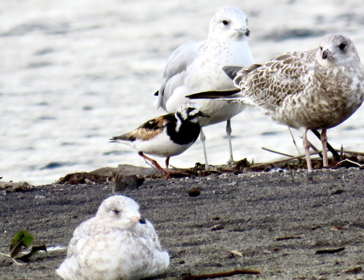 Ruddy Turnstone - ML622339196