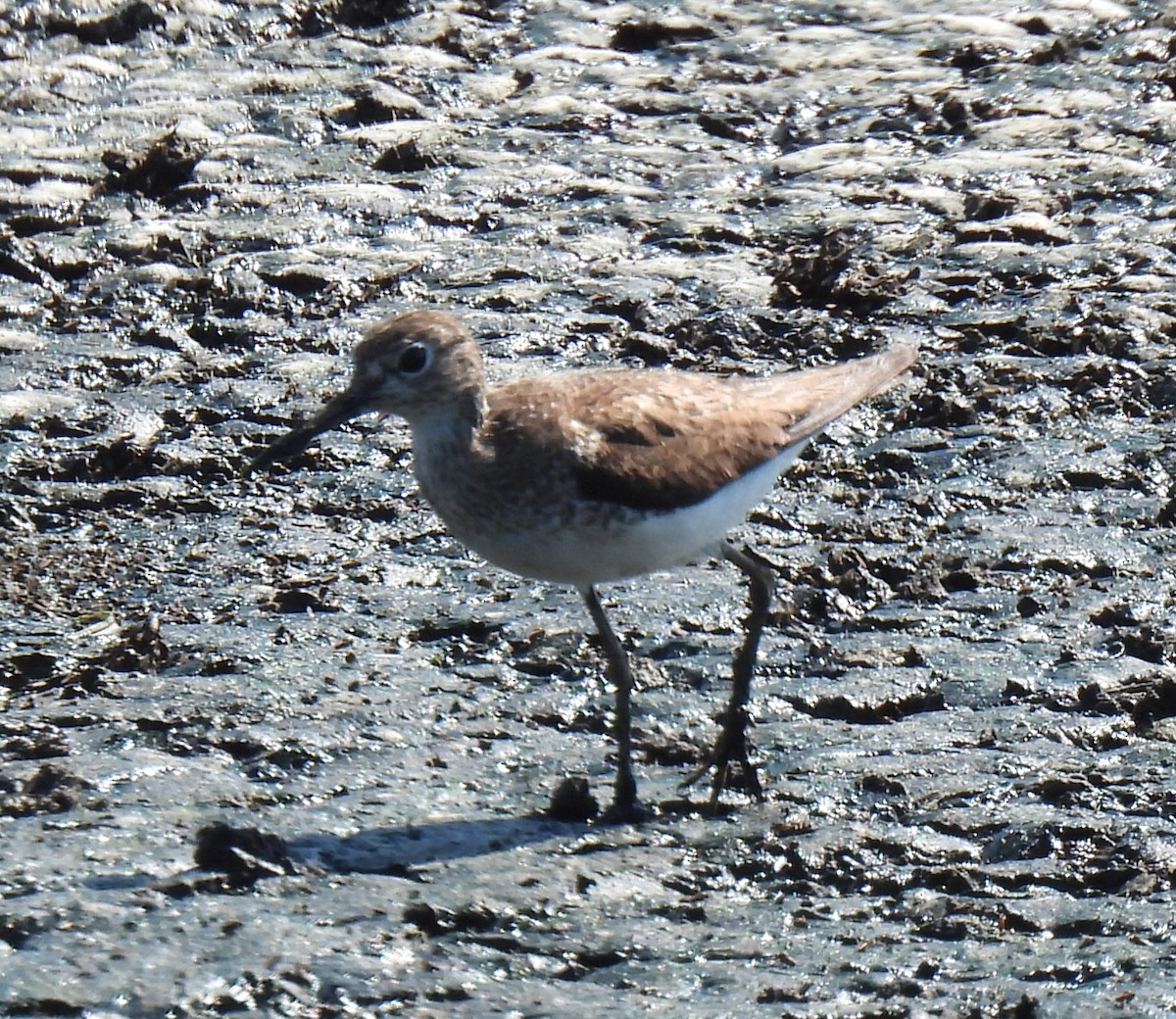 Solitary Sandpiper - Shelia Hargis