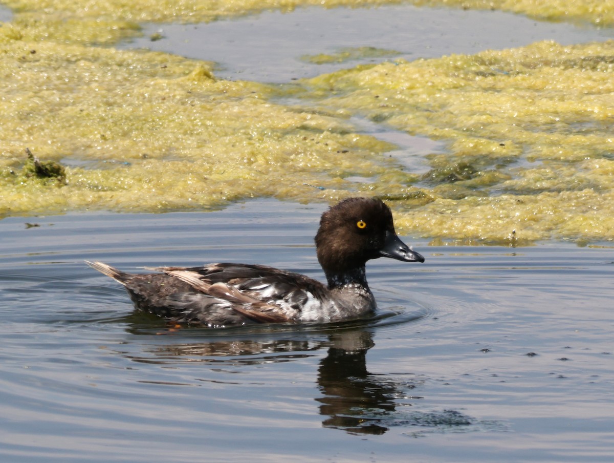 Common Goldeneye - ML622339257